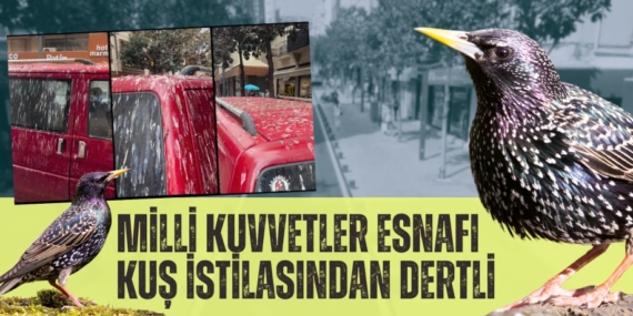 MİLLİ KUVVETLER ESNAFI  KUŞ İSTİLASINDAN DERTLİ