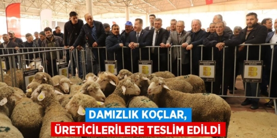 Damızlık Koçlar, Üreticilerilere Teslim Edildi