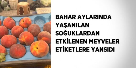 BAHAR AYLARINDA YAŞANILAN SOĞUKLARDAN ETKİLENEN MEYVELER ETİKETLERE YANSIDI