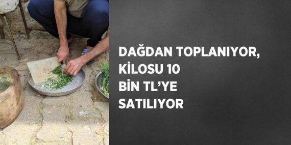 DAĞDAN TOPLANIYOR, KİLOSU 10 BİN TL’YE SATILIYOR