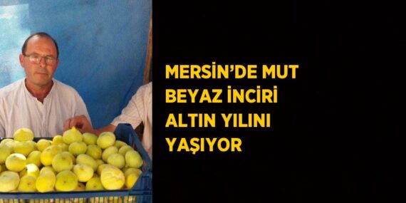 MERSİN’DE MUT BEYAZ İNCİRİ ALTIN YILINI YAŞIYOR