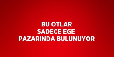 25396223472398331407tasarimli