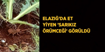 25470311152866823149