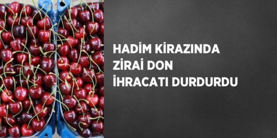 HADİM KİRAZINDA ZİRAİ DON İHRACATI DURDURDU