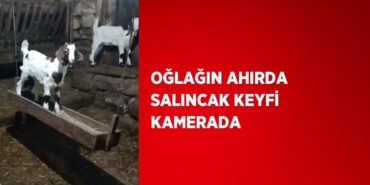 25488237232683129004