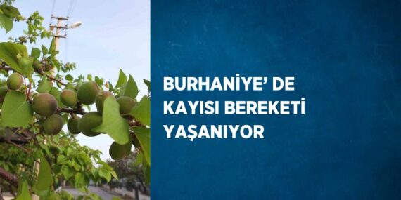 BURHANİYE’ DE KAYISI BEREKETİ YAŞANIYOR
