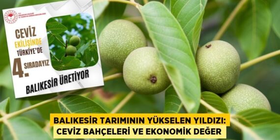 Balıkesir Tarımının Yükselen Yıldızı: Ceviz Bahçeleri ve Ekonomik Değer