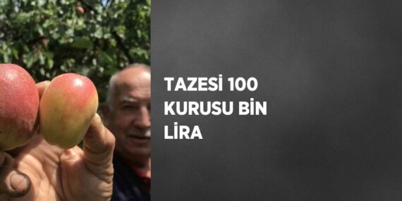 TAZESİ 100 KURUSU BİN LİRA