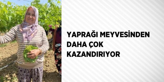 YAPRAĞI MEYVESİNDEN DAHA ÇOK KAZANDIRIYOR
