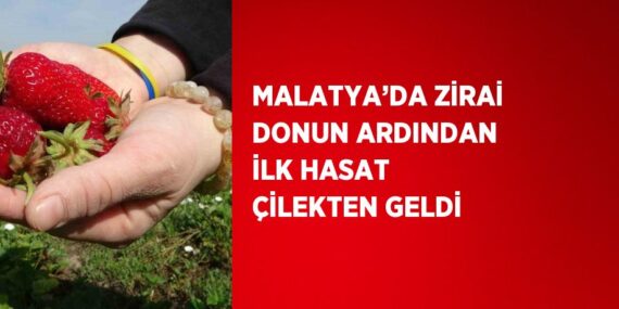 MALATYA’DA ZİRAİ DONUN ARDINDAN İLK HASAT ÇİLEKTEN GELDİ