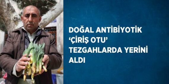 DOĞAL ANTİBİYOTİK ‘ÇİRİŞ OTU’ TEZGAHLARDA YERİNİ ALDI