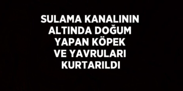 25676289322577429133tasarimli
