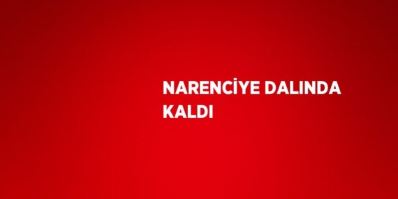 NARENCİYE DALINDA KALDI