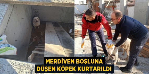 MERDİVEN BOŞLUNA DÜŞEN KÖPEK KURTARILDI