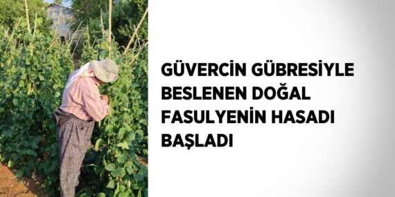 GÜVERCİN GÜBRESİYLE BESLENEN DOĞAL FASULYENİN HASADI BAŞLADI