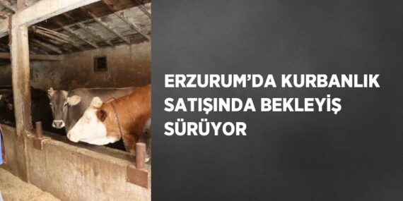 ERZURUM’DA KURBANLIK SATIŞINDA BEKLEYİŞ SÜRÜYOR
