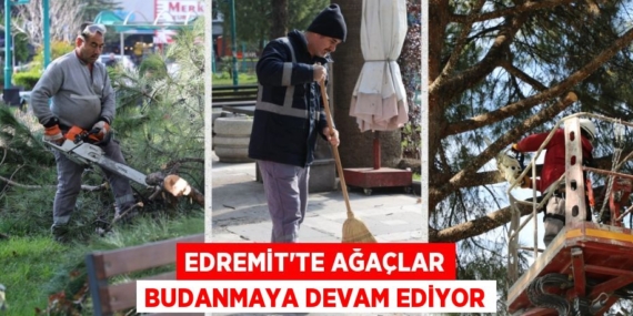 EDREMİT’TE AĞAÇLAR BUDANMAYA DEVAM EDİYOR