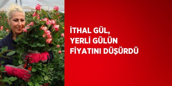 İTHAL GÜL, YERLİ GÜLÜN FİYATINI DÜŞÜRDÜ