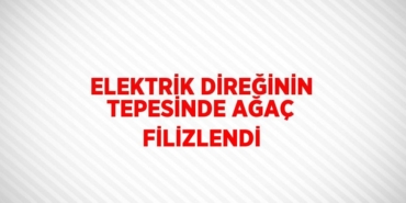 25748204193037227759tasarimli