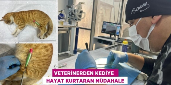 VETERİNERDEN KEDİYE   HAYAT KURTARAN MÜDAHALE