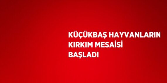 KÜÇÜKBAŞ HAYVANLARIN KIRKIM MESAİSİ BAŞLADI