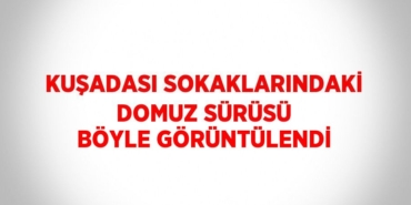 25849246092212126528tasarimli