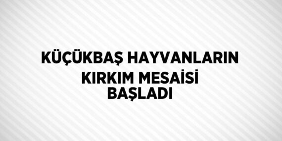 KÜÇÜKBAŞ HAYVANLARIN KIRKIM MESAİSİ BAŞLADI