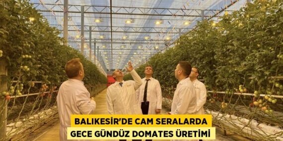 BALIKESİR’DE CAM SERALARDA GECE GÜNDÜZ DOMATES ÜRETİMİ