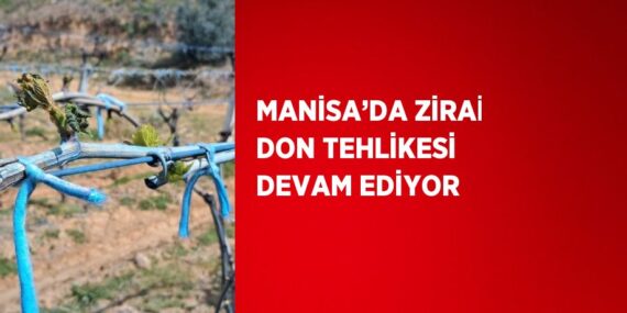 MANİSA’DA ZİRAİ DON TEHLİKESİ DEVAM EDİYOR