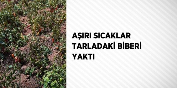AŞIRI SICAKLAR TARLADAKİ BİBERİ YAKTI