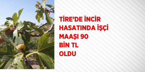 TİRE’DE İNCİR HASATINDA İŞÇİ MAAŞI 90 BİN TL OLDU