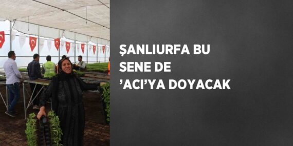 ŞANLIURFA BU SENE DE ’ACI’YA DOYACAK