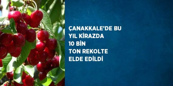 ÇANAKKALE’DE BU YIL KİRAZDA 10 BİN TON REKOLTE ELDE EDİLDİ