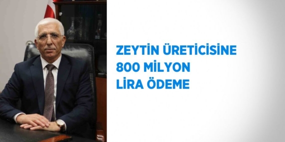 ZEYTİN ÜRETİCİSİNE 800 MİLYON LİRA ÖDEME