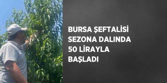 BURSA ŞEFTALİSİ SEZONA DALINDA 50 LİRAYLA BAŞLADI