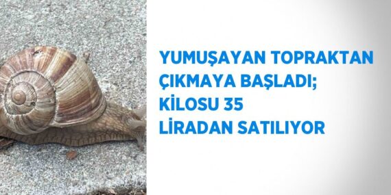 YUMUŞAYAN TOPRAKTAN ÇIKMAYA BAŞLADI; KİLOSU 35 LİRADAN SATILIYOR