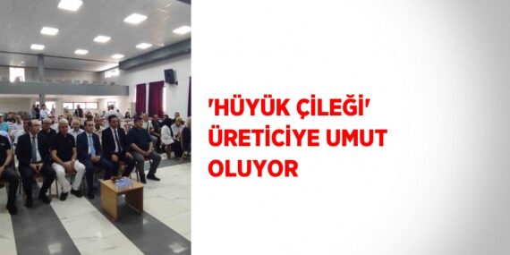 ‘HÜYÜK ÇİLEĞİ’ ÜRETİCİYE UMUT OLUYOR