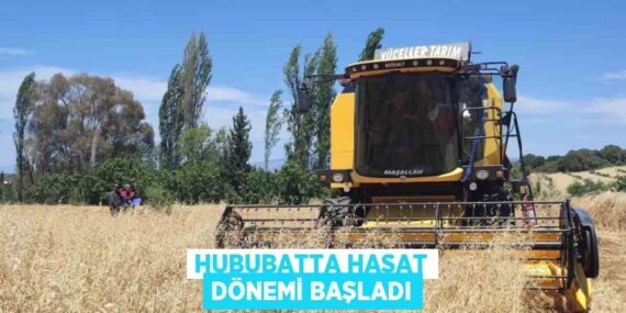 HUBUBATTA HASAT DÖNEMİ BAŞLADI