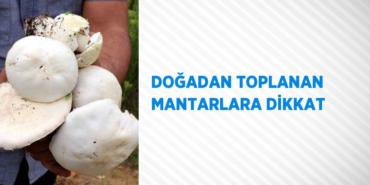 25974232582826124504