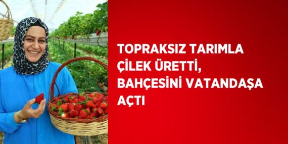 TOPRAKSIZ TARIMLA ÇİLEK ÜRETTİ, BAHÇESİNİ VATANDAŞA AÇTI