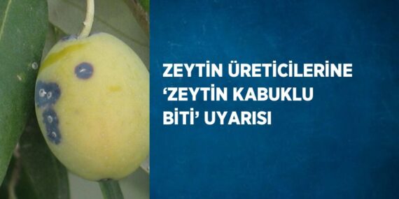ZEYTİN ÜRETİCİLERİNE ‘ZEYTİN KABUKLU BİTİ’ UYARISI