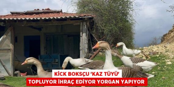 KİCK BOKSÇU ‘KAZ TÜYÜ’ TOPLUYOR İHRAÇ EDİYOR YORGAN YAPIYOR