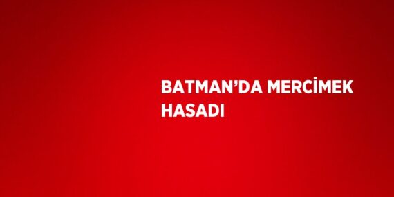 BATMAN’DA MERCİMEK HASADI