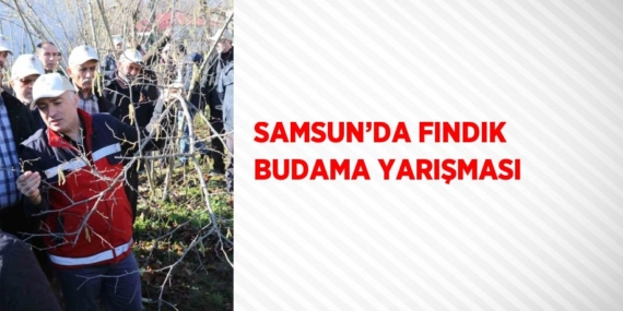 SAMSUN’DA FINDIK BUDAMA YARIŞMASI