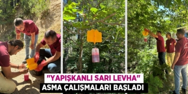 26212253102684031499tasarimli