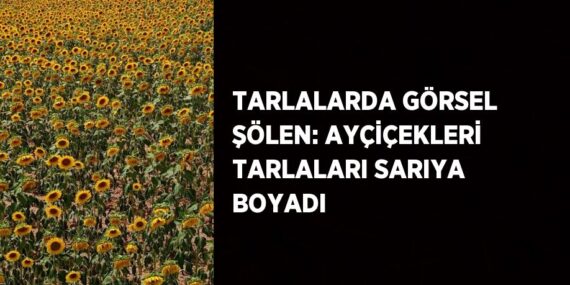 TARLALARDA GÖRSEL ŞÖLEN: AYÇİÇEKLERİ TARLALARI SARIYA BOYADI