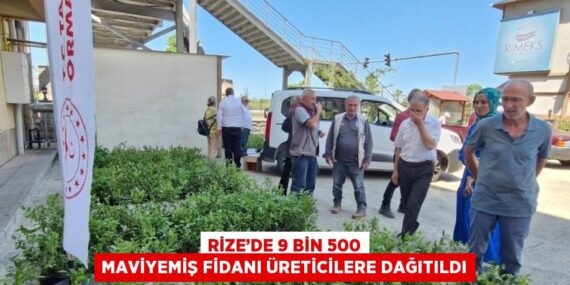 RİZE’DE 9 BİN 500 MAVİYEMİŞ FİDANI ÜRETİCİLERE DAĞITILDI