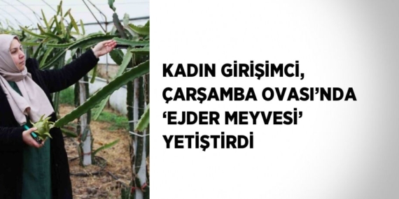 KADIN GİRİŞİMCİ, ÇARŞAMBA OVASI’NDA ‘EJDER MEYVESİ’ YETİŞTİRDİ