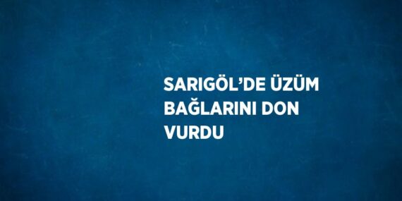 SARIGÖL’DE ÜZÜM BAĞLARINI DON VURDU