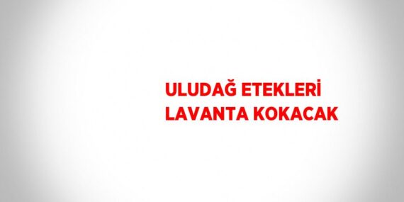 ULUDAĞ ETEKLERİ LAVANTA KOKACAK